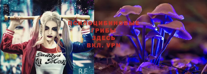 что такое   Волжск  Галлюциногенные грибы Psilocybe 